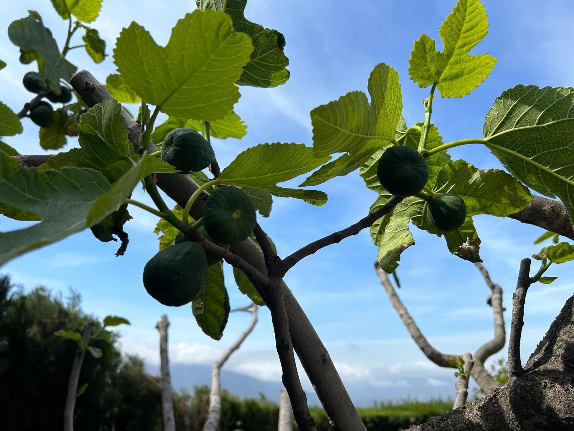 Villa Rustica En La Alpujarra - La Gualalla - Soportujar Carataunas Esterno foto